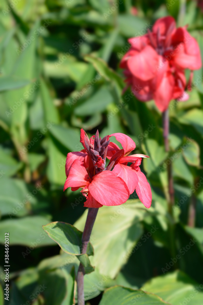 Canna lily Tropical Rose