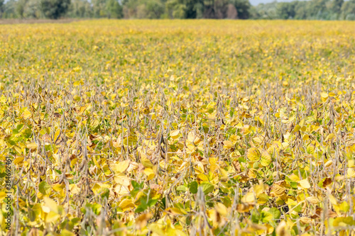 Ripe soybean field © Maksym Dragunov