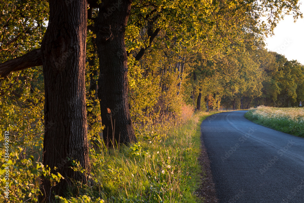 Obraz premium Herbstsaison mit einer rechts abbiegenden Asphaltstraße