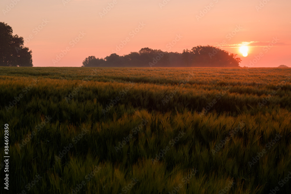 A landscape with a red sunset over a cereal field