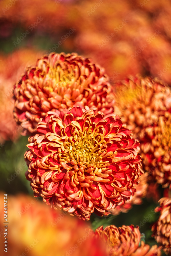 Orange and red chrysanthemums on a blurry background close-up. Beautiful bright chrysanthemums bloom in autumn in the garden. Chrysanthemum background with a copy of the space. Orange and red chrysanthemums on a blurry background close-up. Beautiful bright chrysanthemums bloom in autumn in the garden. Chrysanthemum background with a copy of the space.