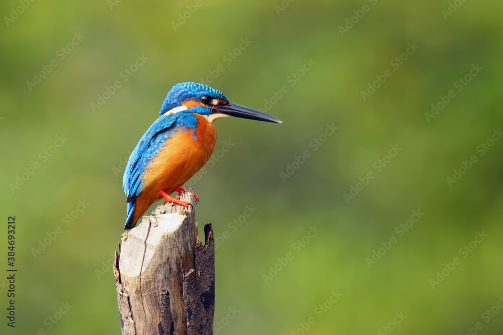 The common kingfisher (Alcedo atthis) also known as the Eurasian kingfisher, and river kingfisher sitting on the stake with green background. Blue kingfisher on a green background. The common kingfisher (Alcedo atthis) also known as the Eurasian kingfisher, and river kingfisher sitting on the stake with green background. Blue kingfisher on a green background.