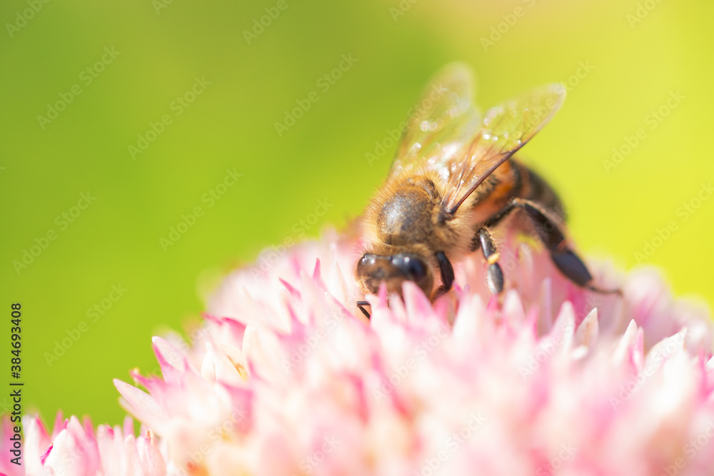 Honey bees collect pollen Spiraea flower. Macro shot. Honey bees collect pollen Spiraea flower. Macro shot.