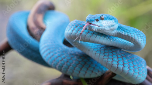 Blue Viper Snake