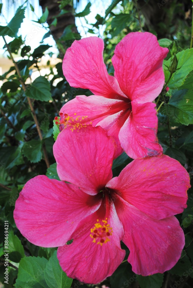 Cropped shot of a two red hibiscus flowers in the garden Cropped shot of a two red hibiscus flowers in the garden