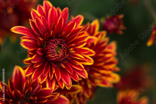 Background of red chrysanthemum flowers in soft focus. Beautiful bright chrysanthemums bloom in the autumn garden. Blurred background with copy space. Yellow core and scarlet petals close-up.