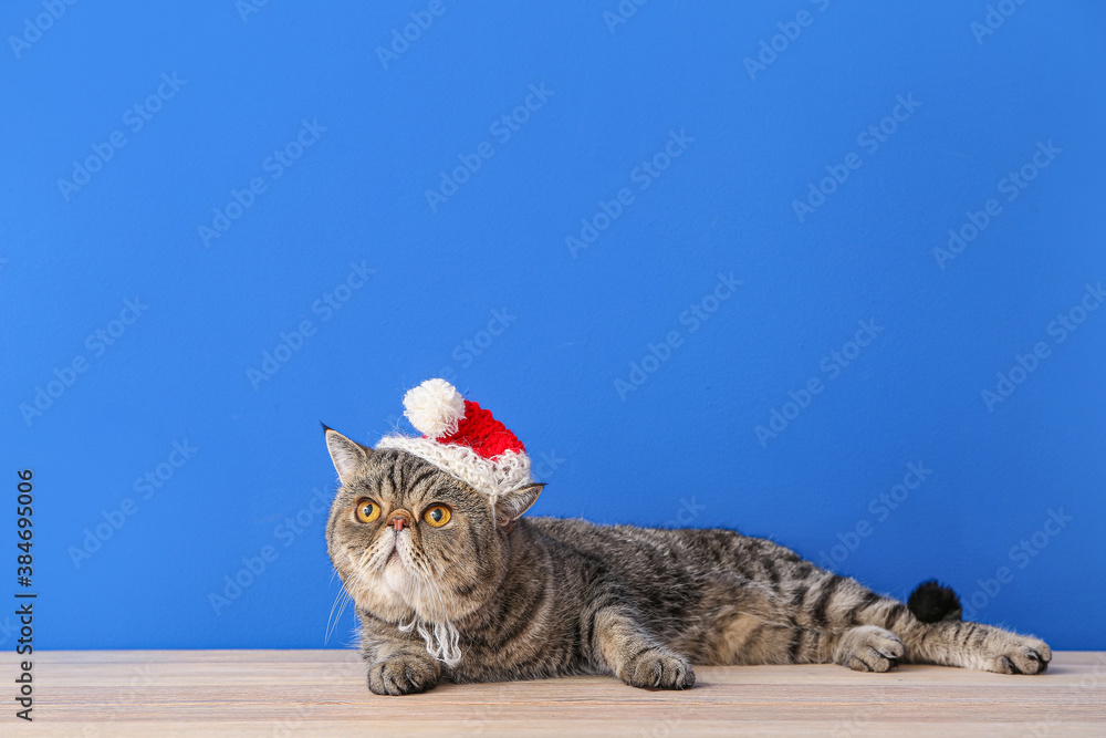 Cute exotic shorthair cat in Santa hat near color wall - obrazy, fototapety, plakaty 