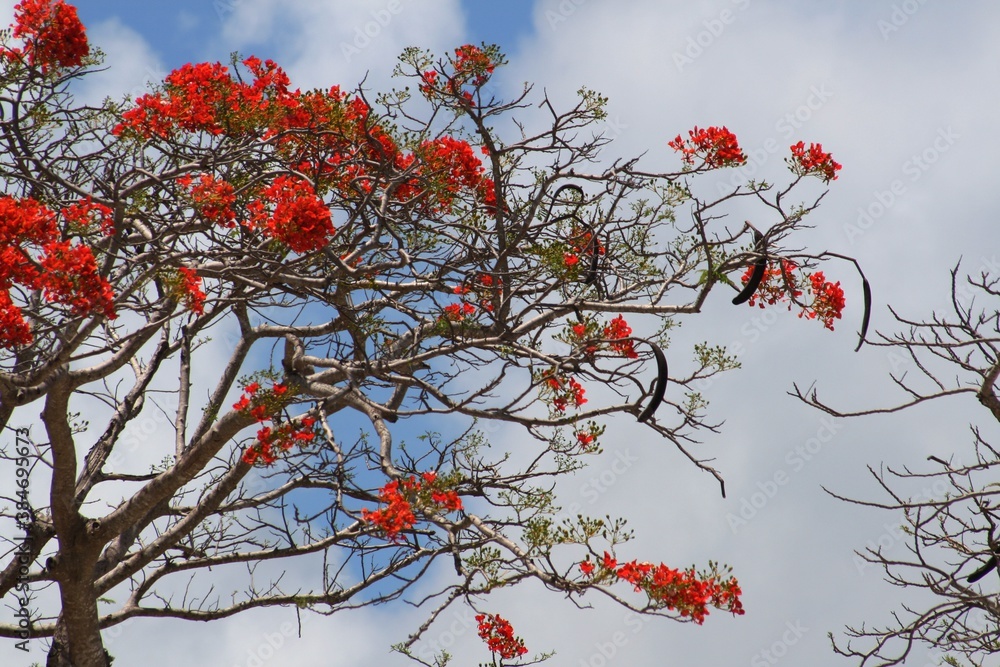 Flame tree bursting with flowers, wide view