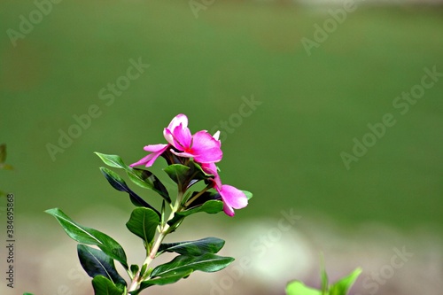 Pink periwinkle flowers with leaves  soft background