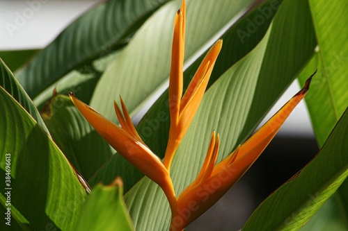 Beautiful orange Strelitzia bird of paradise flower with blurred leaves in the background