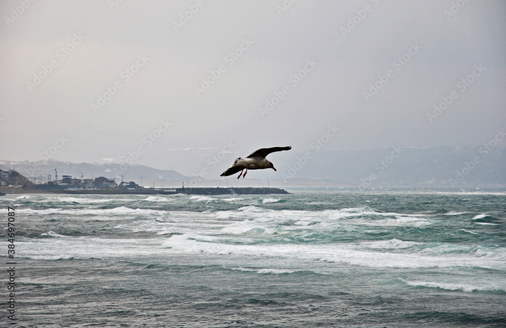 Fototapeta premium 厳寒の江差・ウミネコ