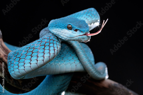 Blue Viper Snake photo