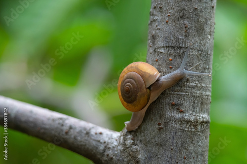 Thai  Snail or Soil Snail (Hemiplecta Distincta) on the tree leaf  (Hemiplecta Distincta) on the tree leaf in the garden after rain photo