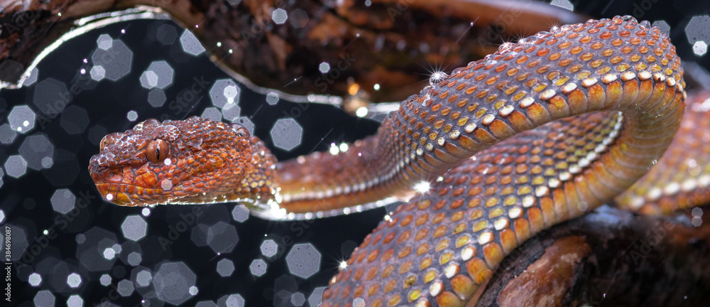 Obraz premium Brown Viper Snake