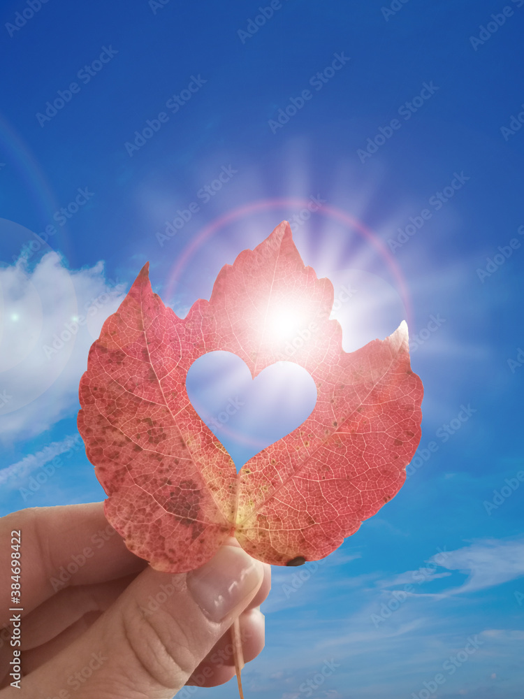 Fototapeta premium Herbstblatt vor blauem Himmel und Sonnenschein
