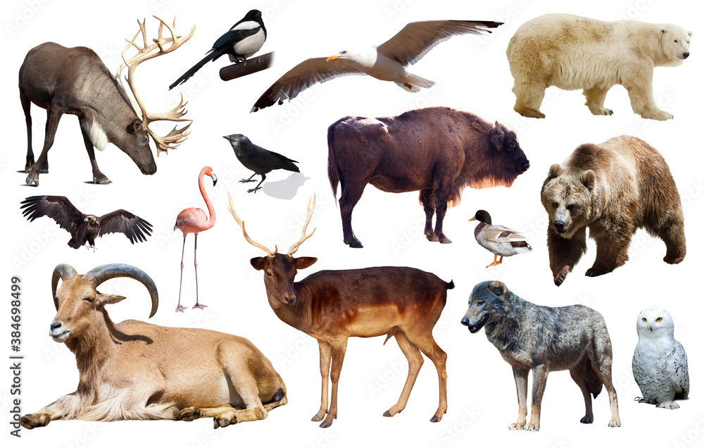 Obraz premium Set of bear and other european animals. Isolated on white background with shade