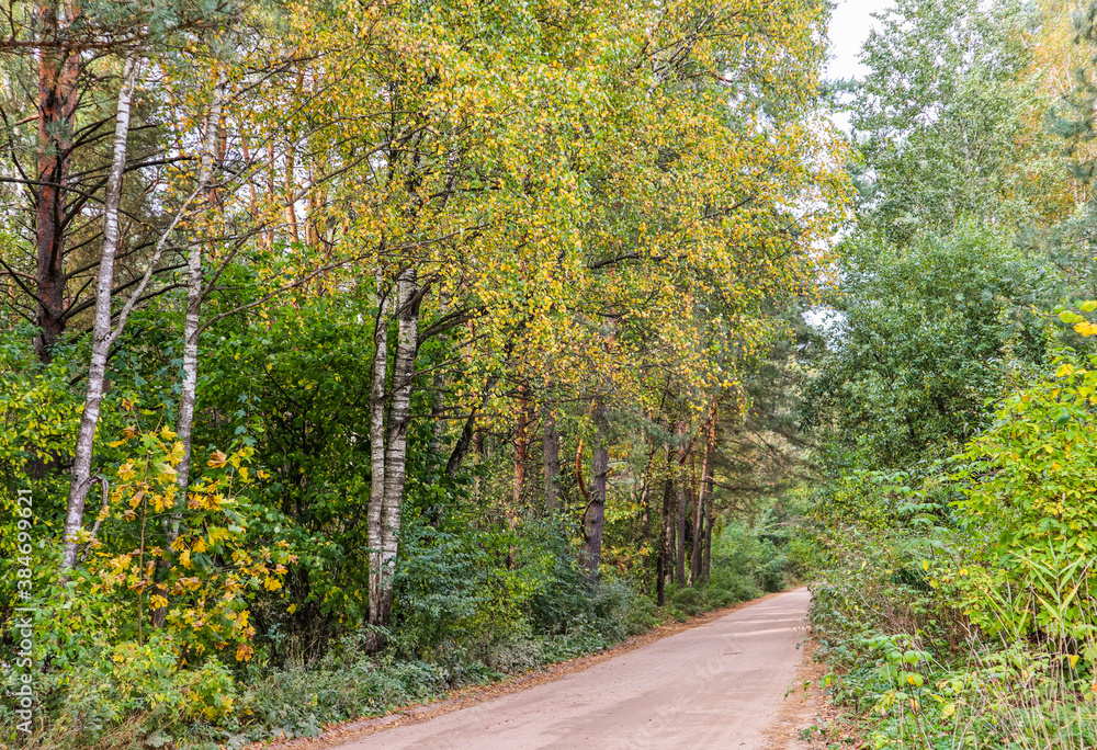 Beautiful autumn forest and road. Bright yellow leaves of trees. Natural background Beautiful autumn forest and road. Bright yellow leaves of trees. Natural background