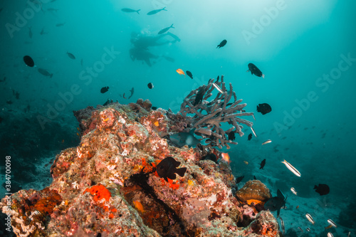 Scuba divers swimming among colorful coral reef in clear blue water, Maldives