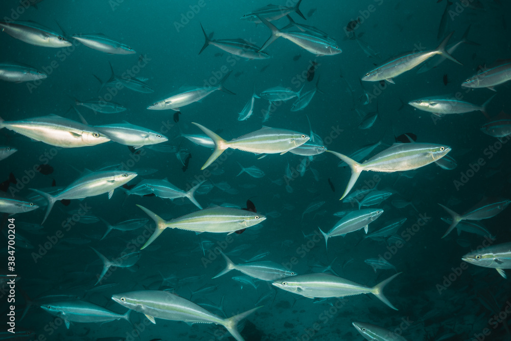 Obraz premium Schools of tropical reef fish swimming in clear blue water among colorful coral reef