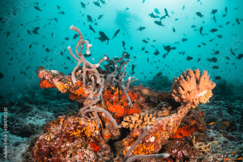 Schools of tropical fish swimming over colorful coral reef underwater