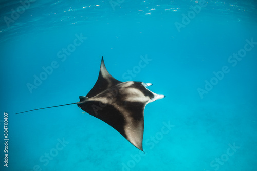 Foto Beautiful and graceful  Manta ray swimming in clear blue water at the surface