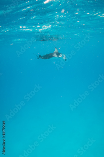 Beautiful and graceful  Manta ray swimming in clear blue water at the surface © Aaron