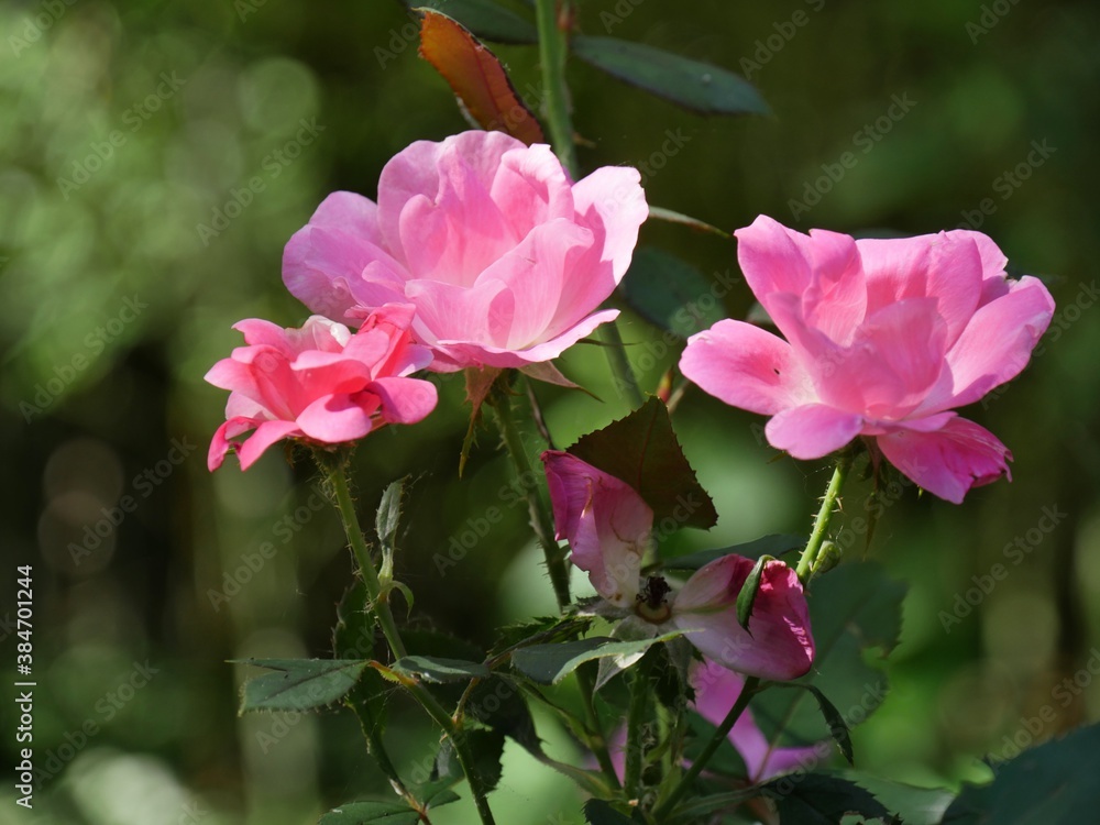 Small pink roses blooming in a garden, bokeh in the background Small pink roses blooming in a garden, bokeh in the background