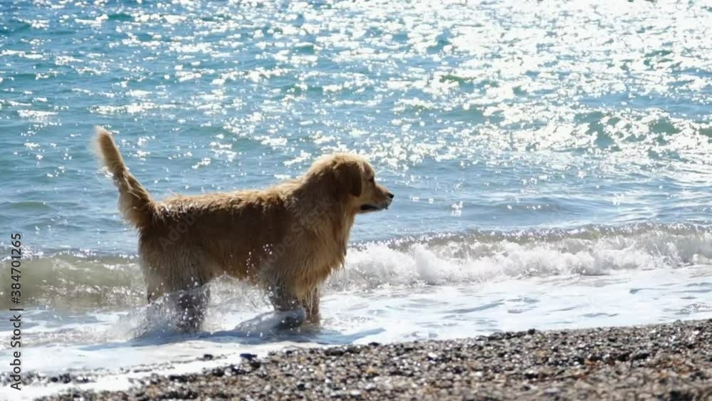 Golden retriever walks by the sea in slow motion. Golden retriever walks by the sea in slow motion.