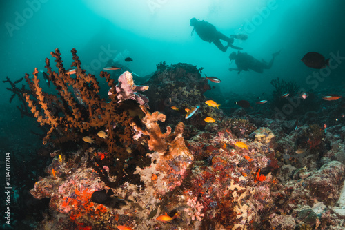 Scuba divers swimming among colorful coral reef and tropical fish in clear blue water, Indian Ocean