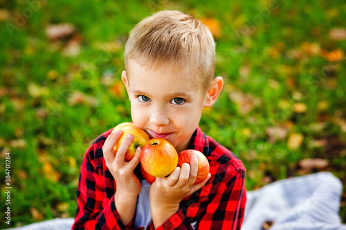 Portrait of a boy on a picnic in an autumn Park with red apples. The child holds three apples in his hands and looks at the camera