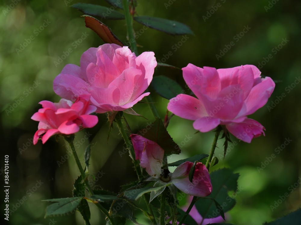 Blooming pink roses blooming in a garden, bokeh in the background Blooming pink roses blooming in a garden, bokeh in the background