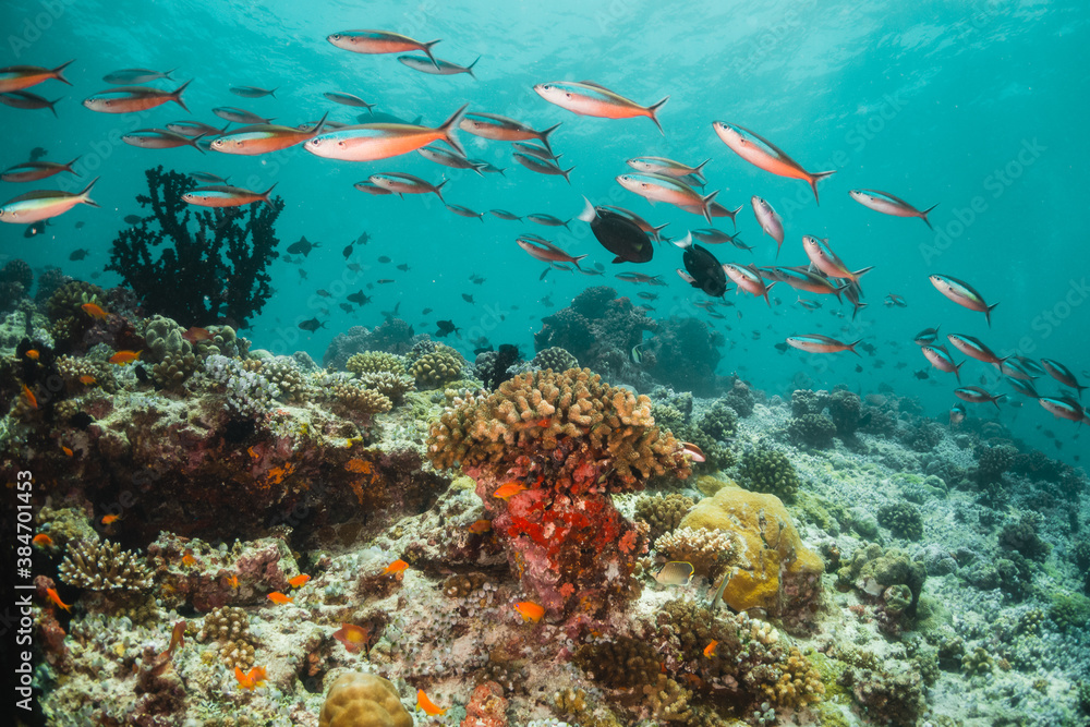 Fototapeta premium Schools of tropical fish swimming over colorful coral reef underwater