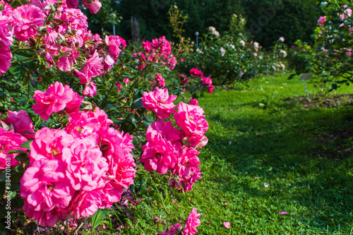 Wallpaper Mural The Tsytsin Main Moscow Botanical Garden of Academy of Sciences. The Rose Garden Torontodigital.ca