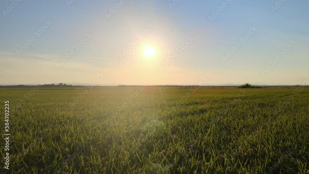 Aerial view of countryside landscape, farmland. Drone flying fowards low over corn field. Rural scenery, farm. Sunny morning, sunrise or sunset, Albufera, Valencia Aerial view of countryside landscape, farmland. Drone flying fowards low over corn field. Rural scenery, farm. Sunny morning, sunrise or sunset, Albufera, Valencia