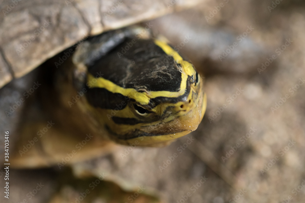 The turtle.