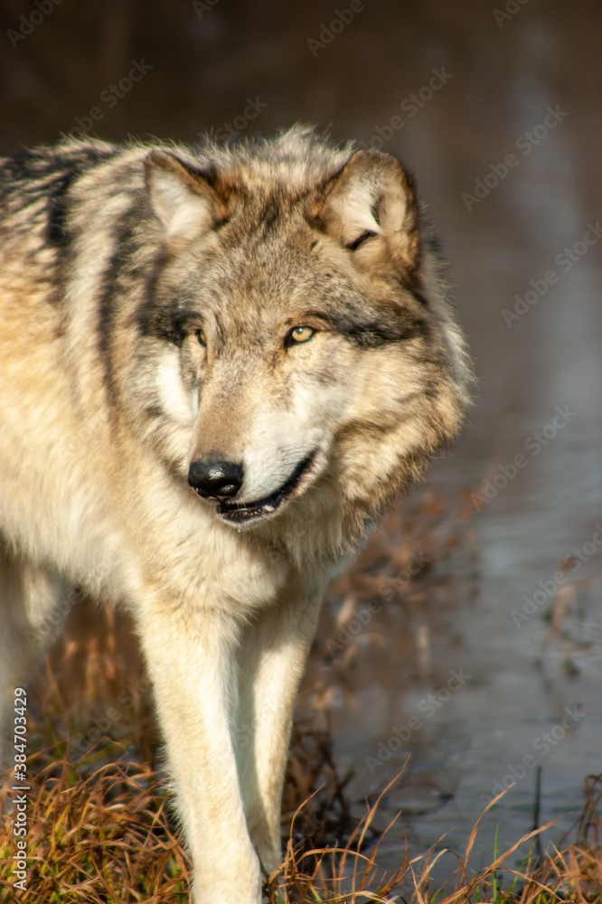 wolf close up