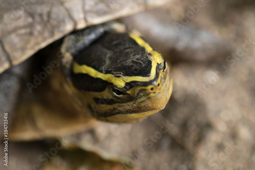 Obraz na płótnie The turtle. w salonie
