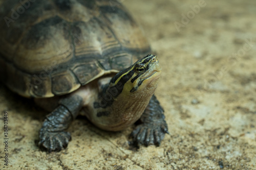 The turtle. © ttshutter