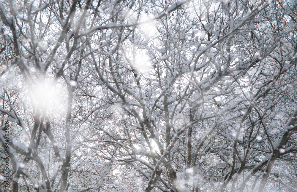 Winter Park. Landscape in snowy weather. January. Winter Park. Landscape in snowy weather. January.
