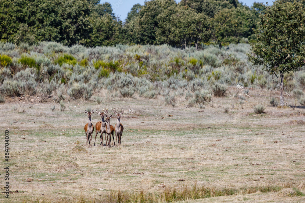 Group of common or European deer, in the meadow, together and looking straight ahead. Cervus elaphus. Province of Zamora, Spain. Group of common or European deer, in the meadow, together and looking straight ahead. Cervus elaphus. Province of Zamora, Spain.