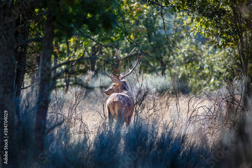 Male red deer with antlers through vegetation in the bush. Cervus elaphus. Province of Zamora, Spain. © LFRabanedo
