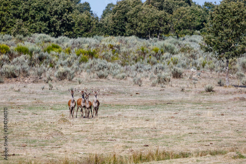 Group of common or European deer, in the meadow, together and looking straight ahead. Cervus elaphus. Province of Zamora, Spain.