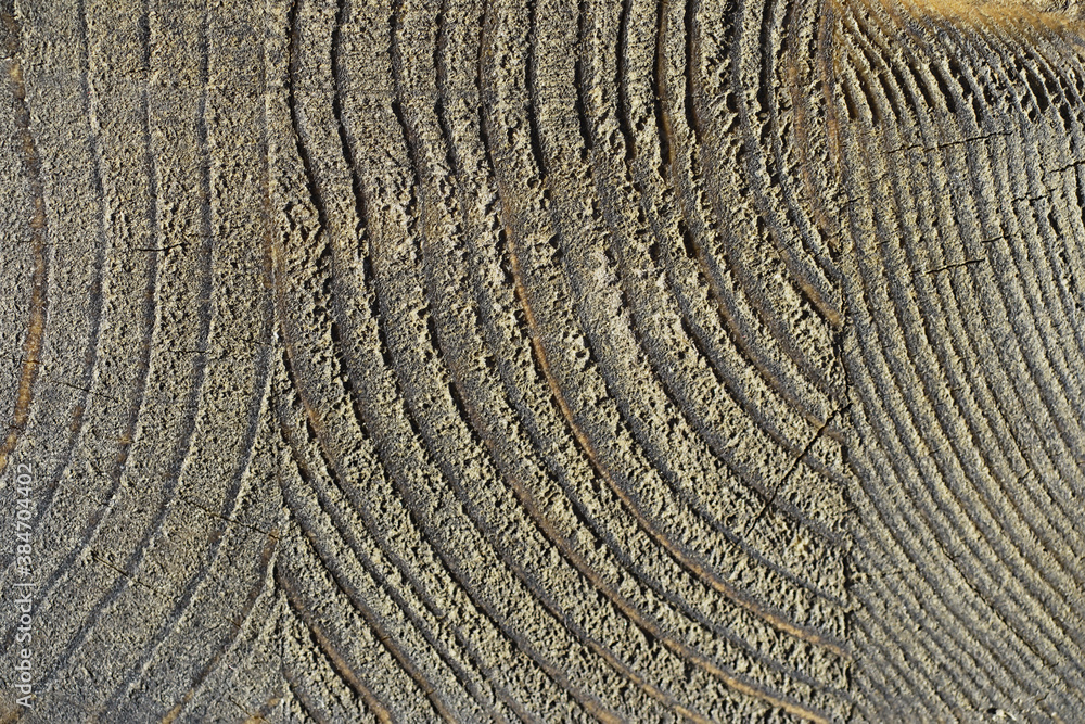 Fototapeta premium Wood texture background. The contrasting texture of the boards. Wooden structure with macro shot.