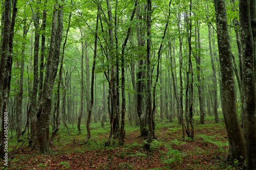 trees in the forest