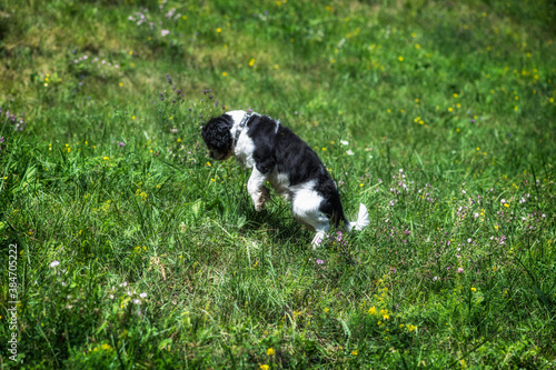 Cavalier King Charles Spaniel, en chasse