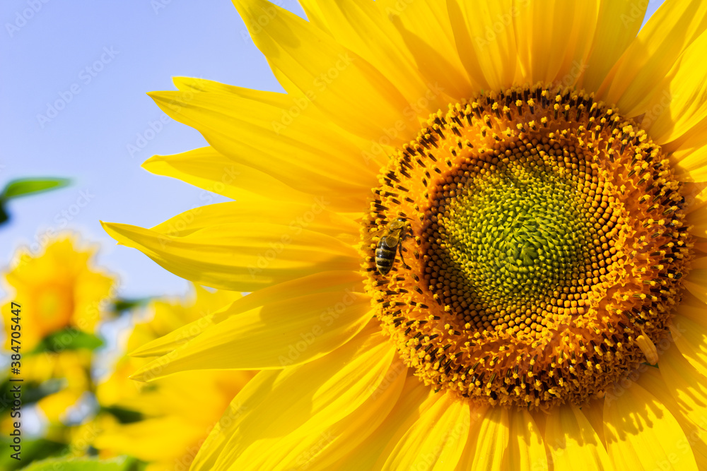 Naklejka premium Sunflower natural background. Sunflower blossoms. Close-up of flowers in summer.