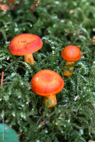 Milkweed is a mushroom of the genus Millechnik of the russula family. Conditionally edible.