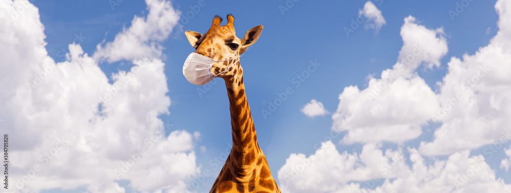 animal, nature and wildlife concept - giraffe wearing face protective medical mask for protection from virus disease ove blue sky on background - obrazy, fototapety, plakaty 