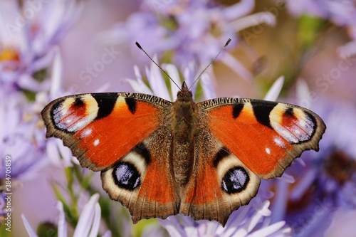 Butterfly peacock eye of red-black-lilac color close-up on purple flowers with wide open wings on a sunny autumn day. The peacock butterfly is combined with lilac background.  Red butterfly on flowers