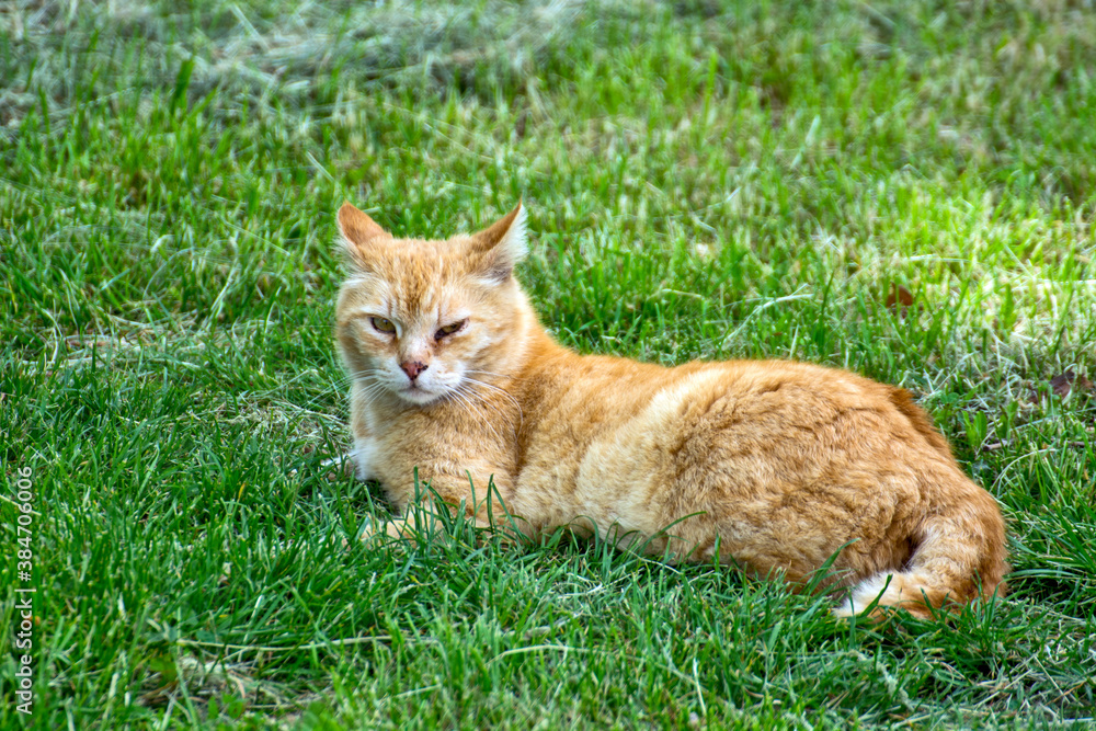 Yellow cat in the grass